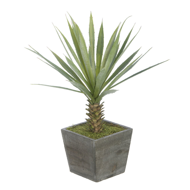 House of Silk Flowers Artificial Yucca Desk Top Plant in Planter & Reviews Wayfair